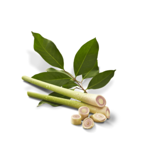 SEREH-DAUN-SALAM-MIN.png